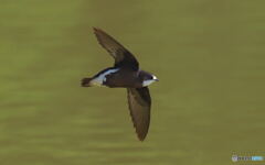 ハリオアマツバメ⑩ ハリオアマツバメ⑩