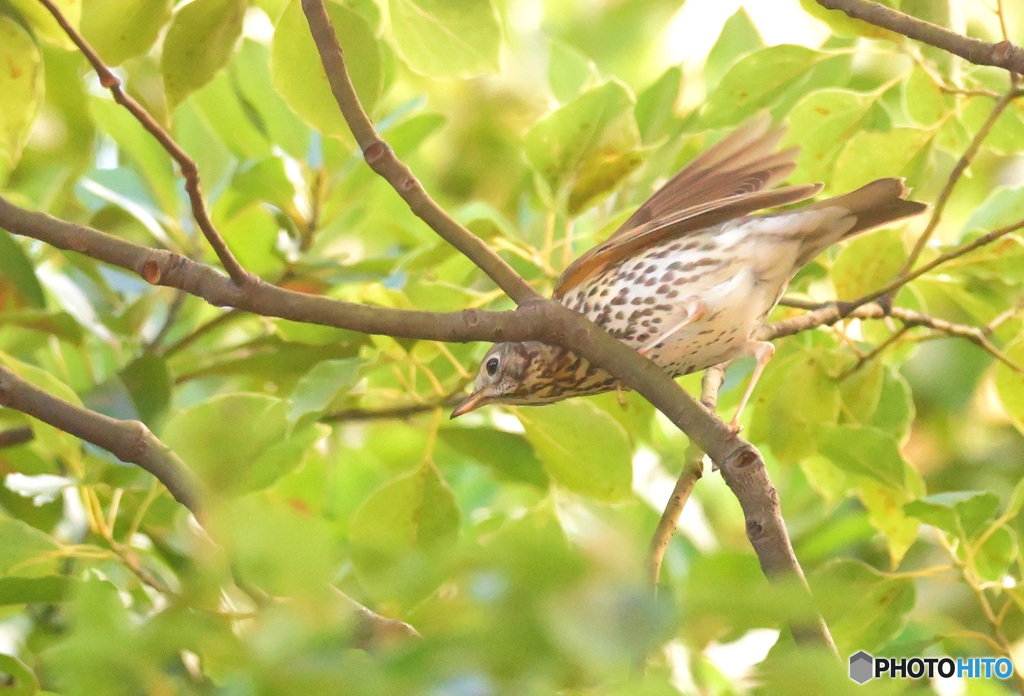 飛び出すウタツグミ