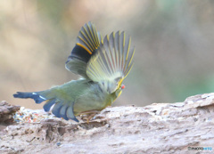 元気なソウシチョウ③