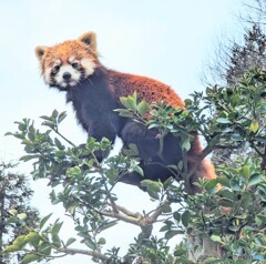 西山動物園のレッサーパンダ