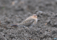 カメラ目線のツバメチドリ