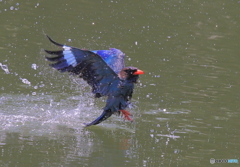 水浴びⅠ