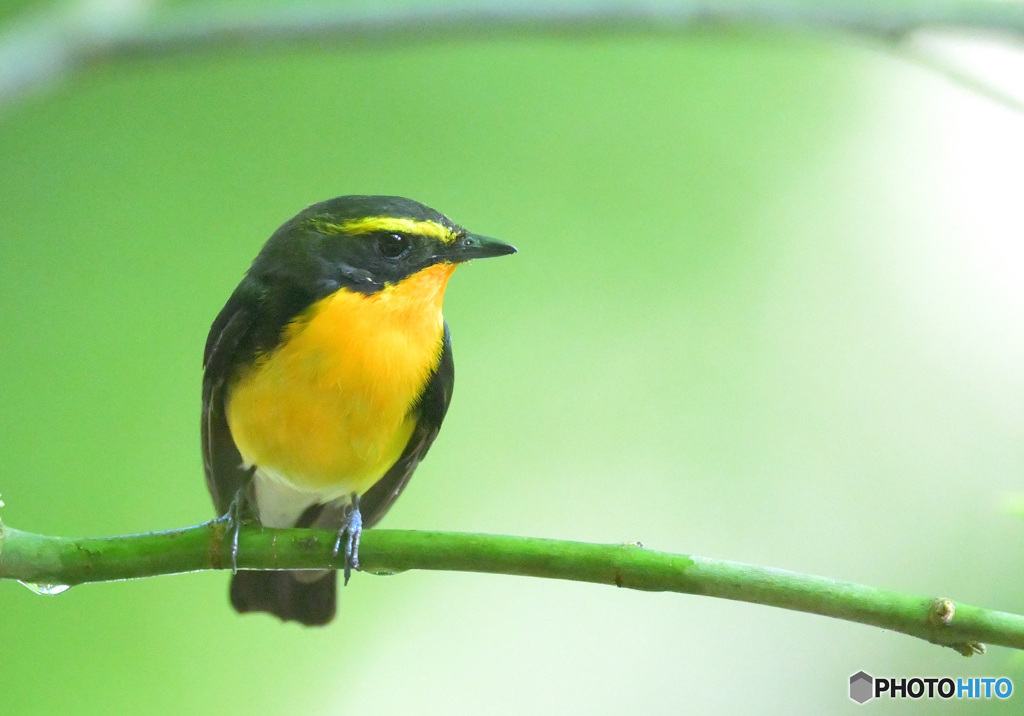在庫のキビタキ君