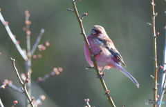見返りベニマシコ