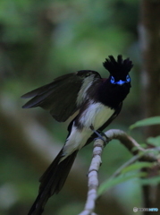 サンコウチョウ君