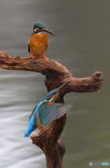 友達以上恋人未満Ⅷ