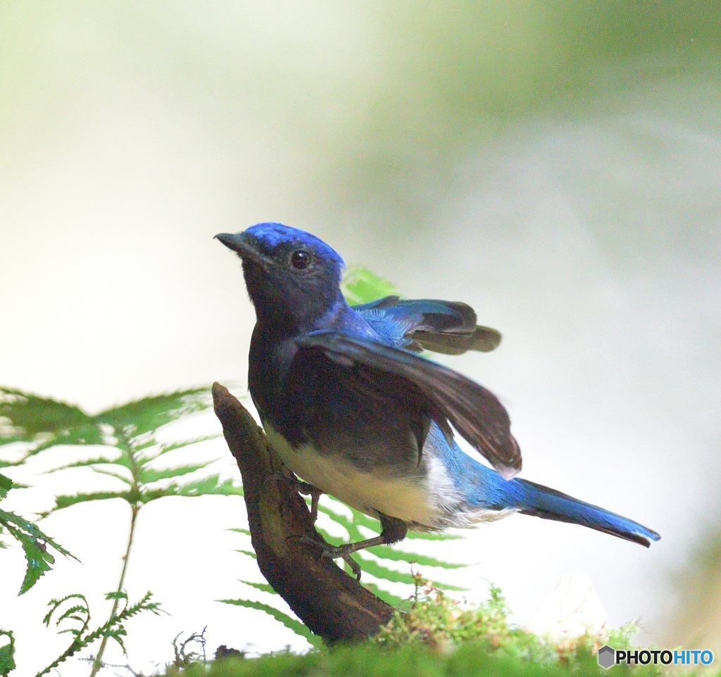 元気なオオルリくん