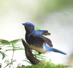 元気なオオルリくん