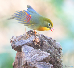 3月のソウシチョウ