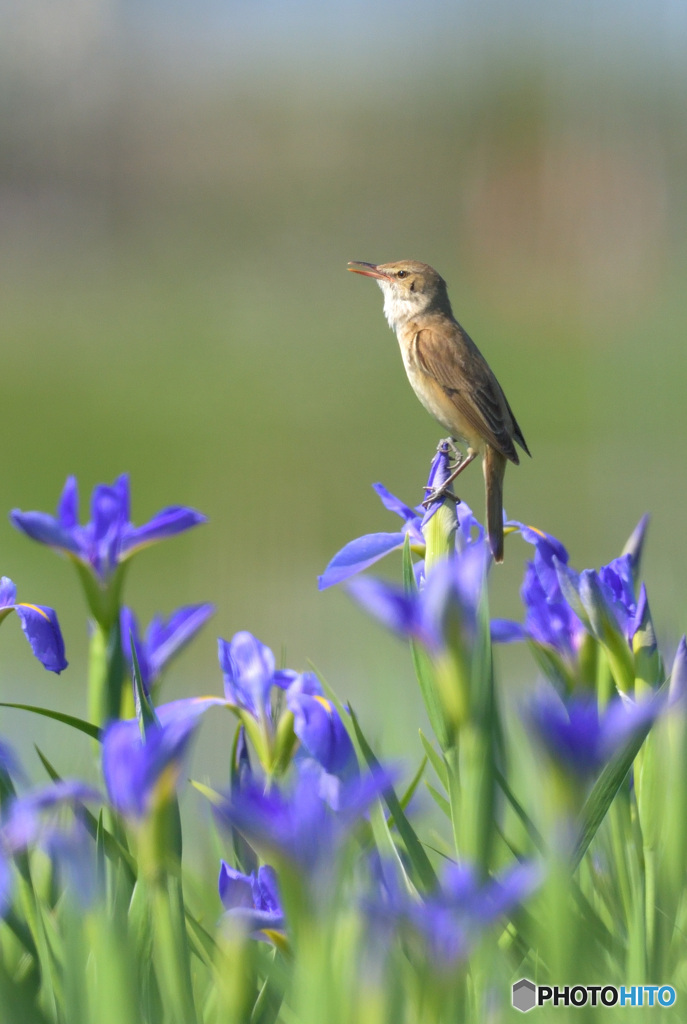 花菖蒲にオオヨシキリ⑯