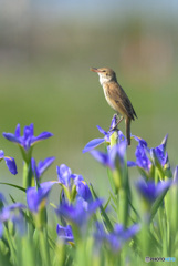 花菖蒲にオオヨシキリ⑯
