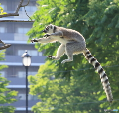 ワオ・ジャンプ！