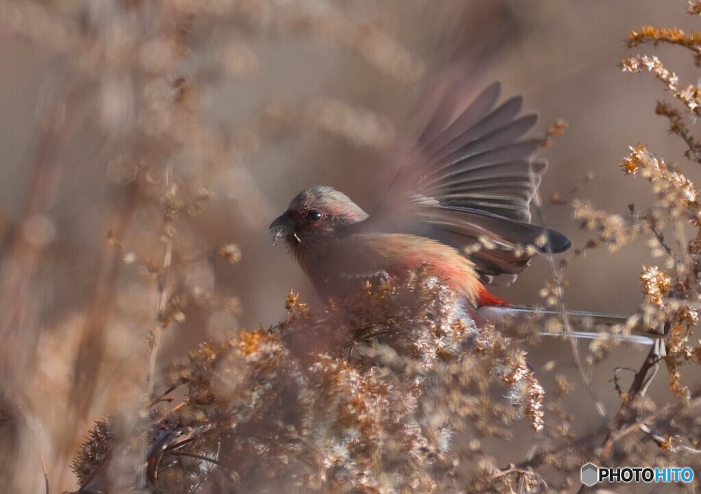 2月のベニマシコ②