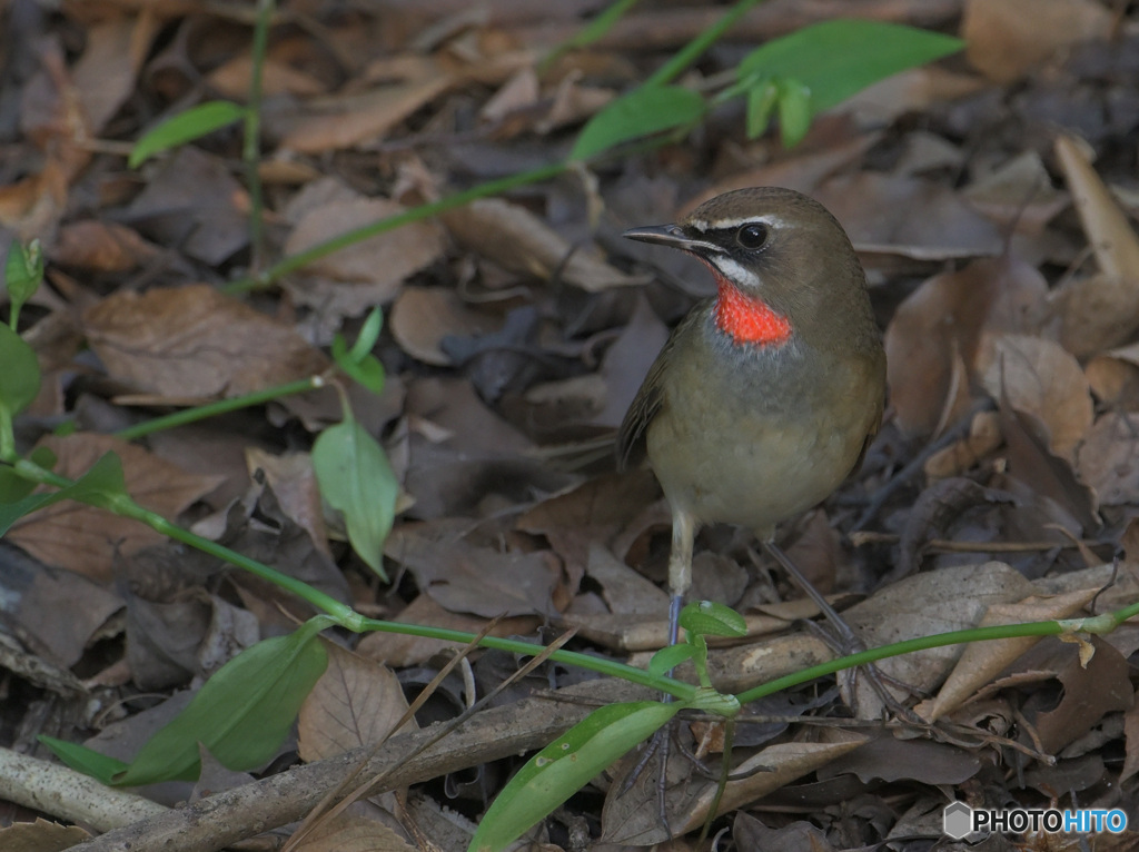 本日のノゴマ君