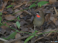 本日のノゴマ君