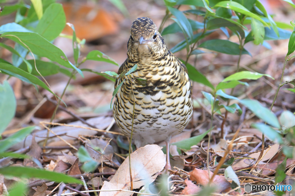 カメラ目線のトラツグミ