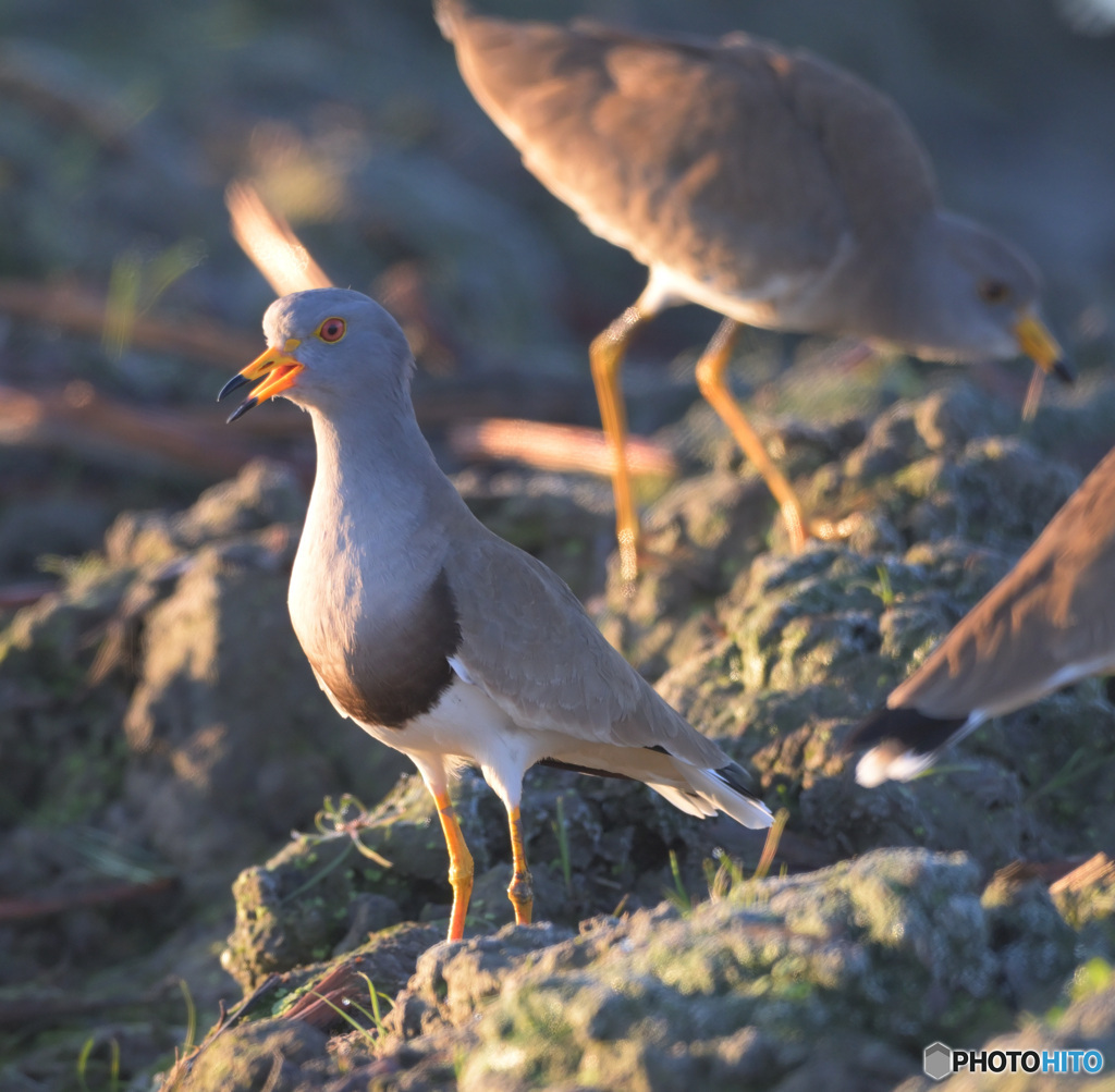 朝日の中のケリ