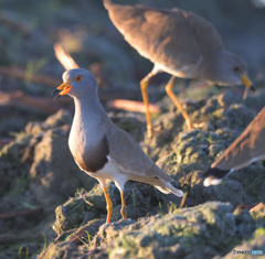 朝日の中のケリ