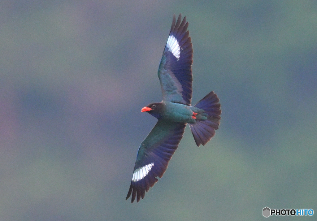7月のブッポウソウ㉛