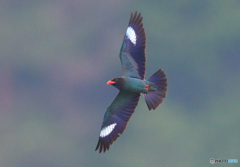 7月のブッポウソウ㉛