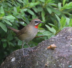 ノゴマとカタツムリ