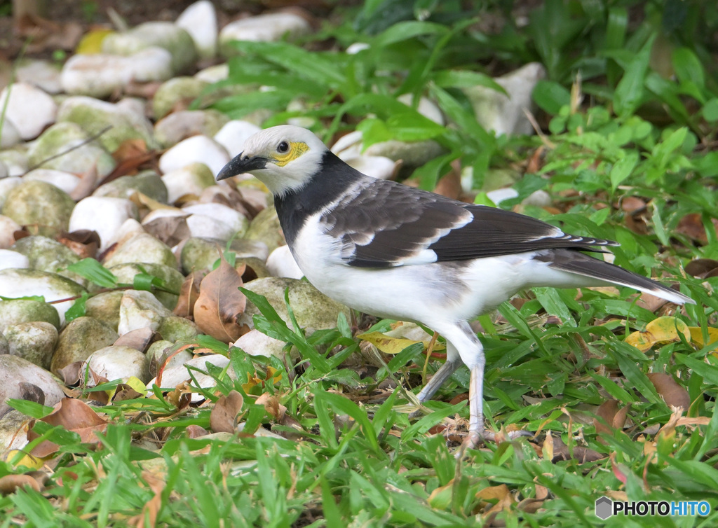 クビワムクドリ②