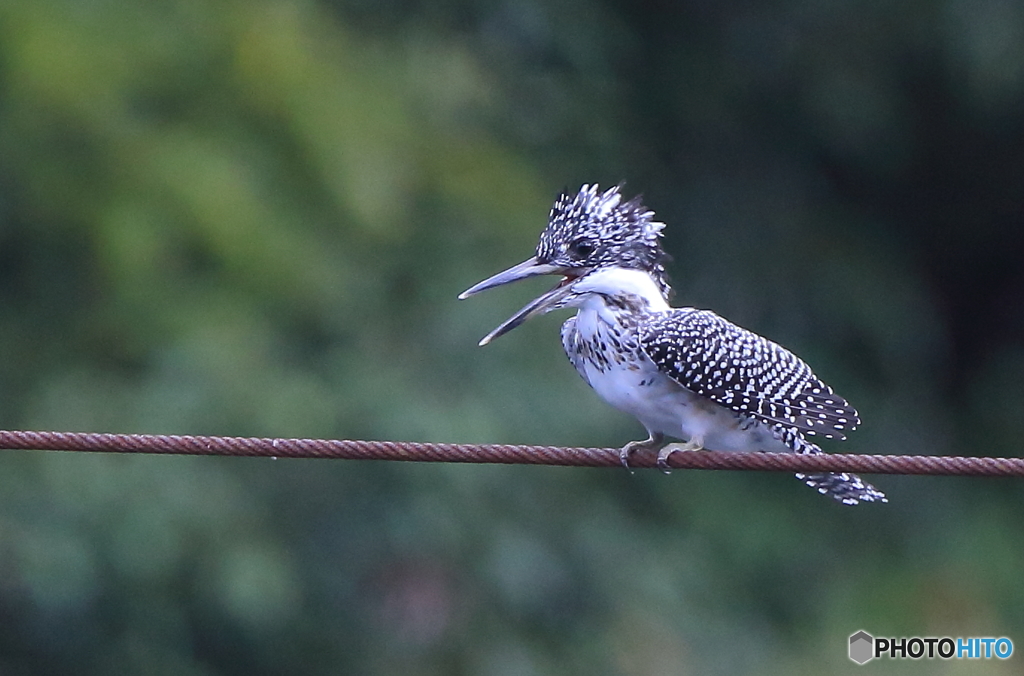 ワイヤー上で一休み
