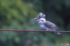 ワイヤー上で一休み