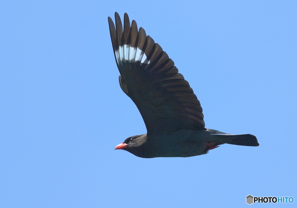 在庫のブッポウソウ⑤