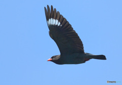 在庫のブッポウソウ⑤