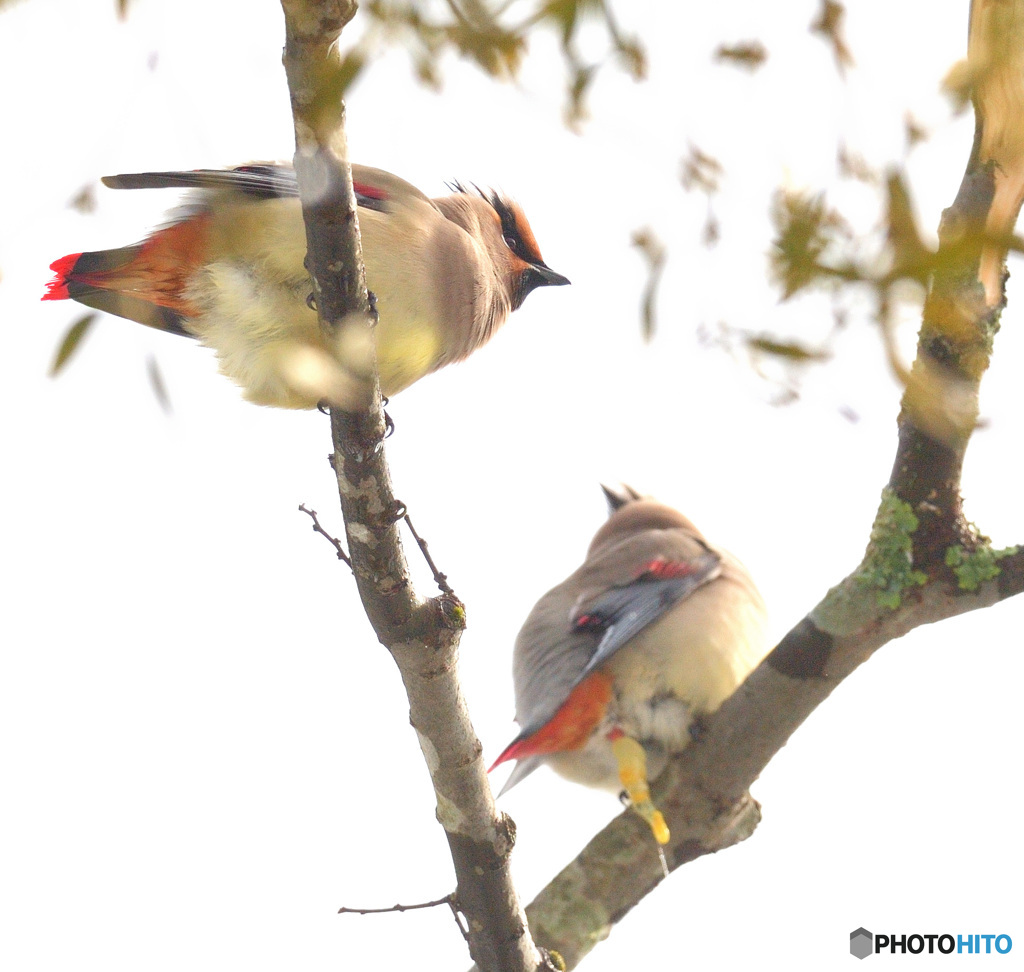 ヒレンジャクのワンペア