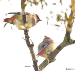 ヒレンジャクのワンペア