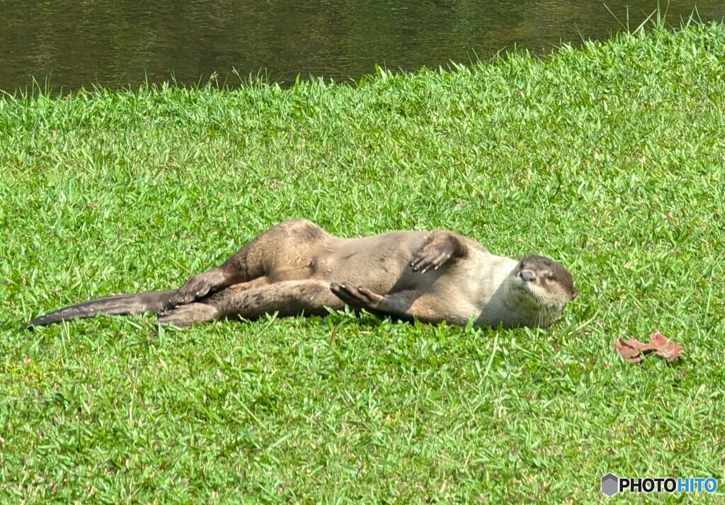 野良カワウソ