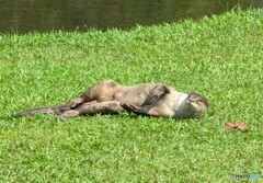 野良カワウソ