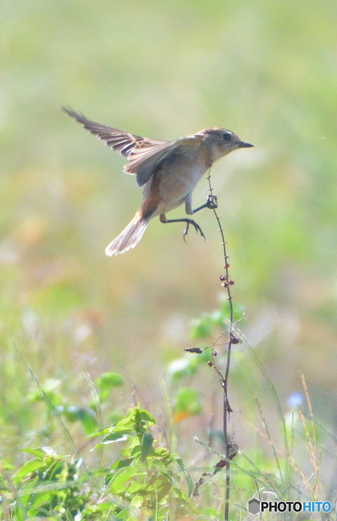 元気なノビタキさんⅡ