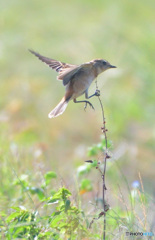 元気なノビタキさんⅡ