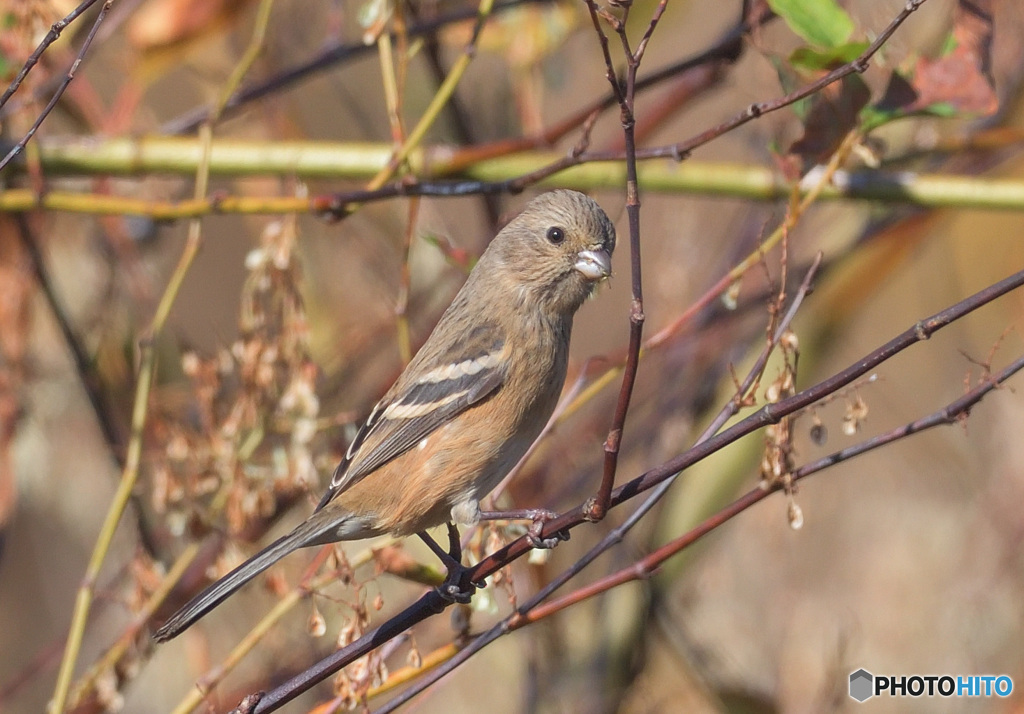 カメラ目線のベニマシコさん