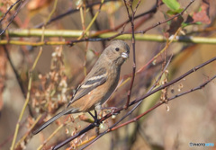 カメラ目線のベニマシコさん