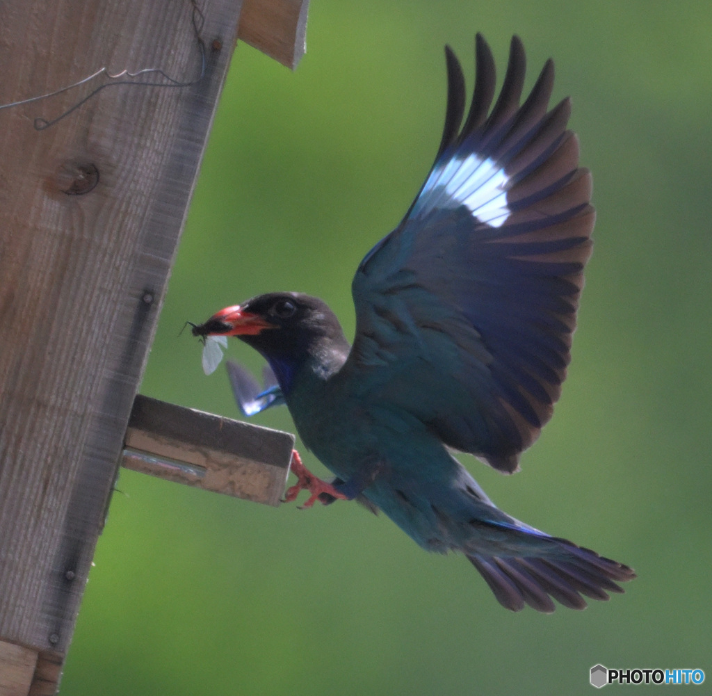本日のブッポウソウ