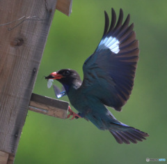 本日のブッポウソウ