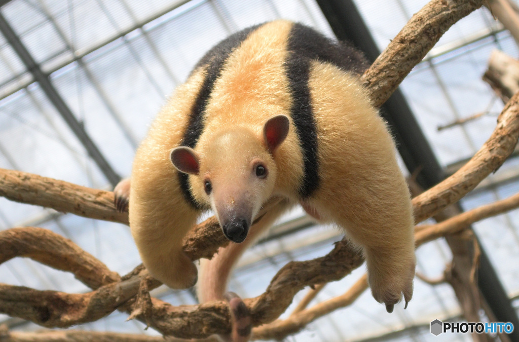 やんちゃなコアリクイさん