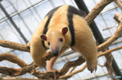 やんちゃなコアリクイさん