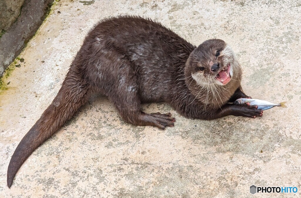 お魚いただきます(>ω<)
