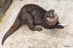 お魚いただきます(>ω<)