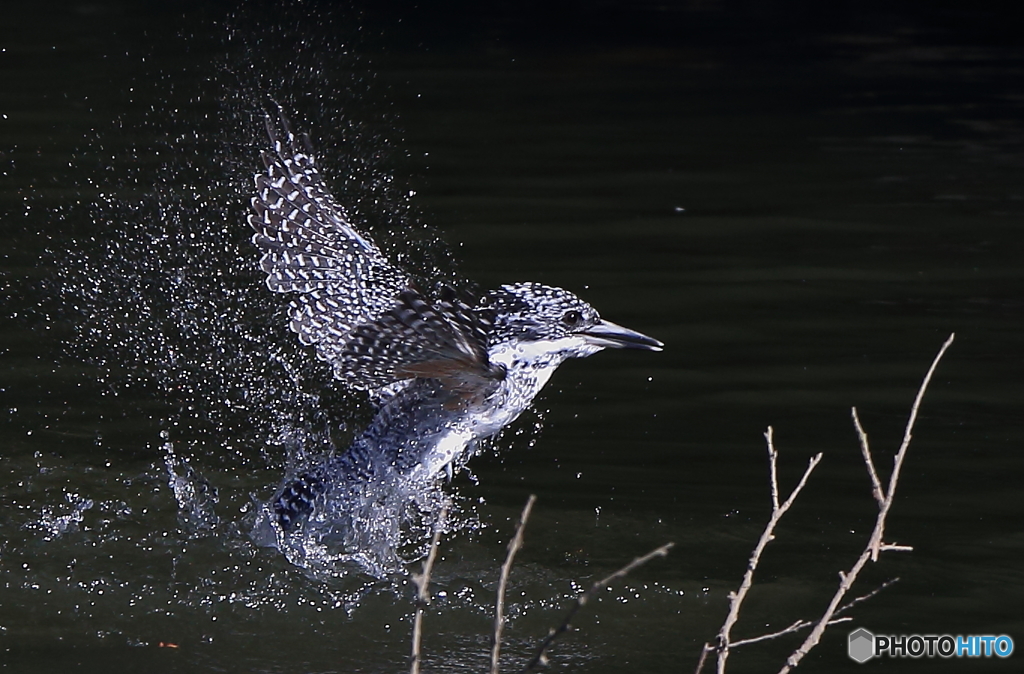 ヤマちゃんの浮上
