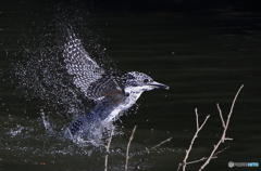 ヤマちゃんの浮上