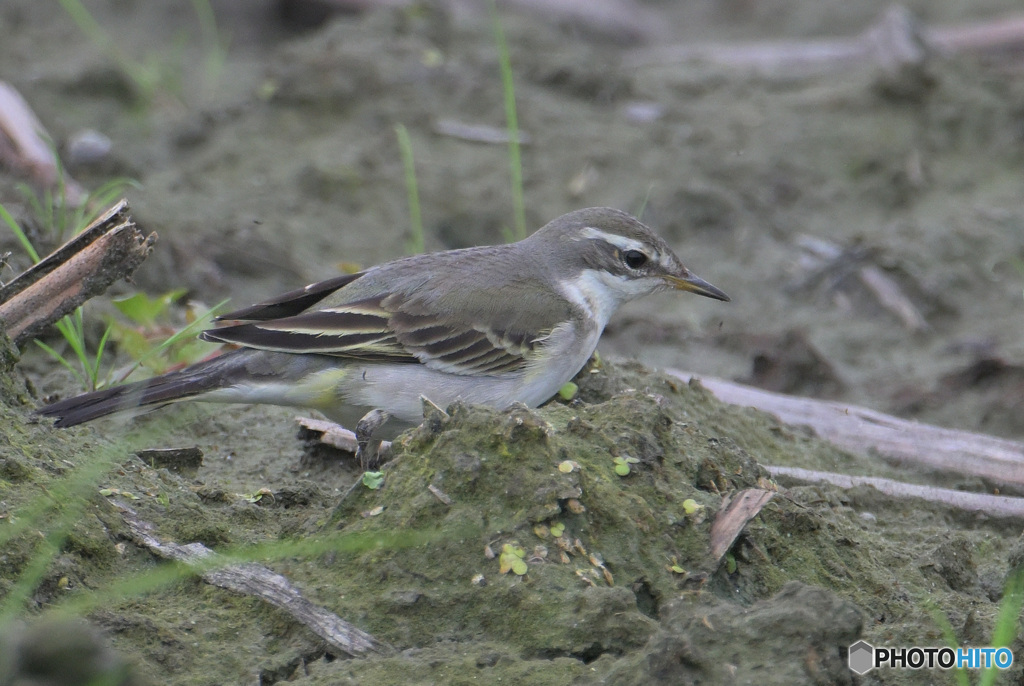 ツメナガキセキレイ③