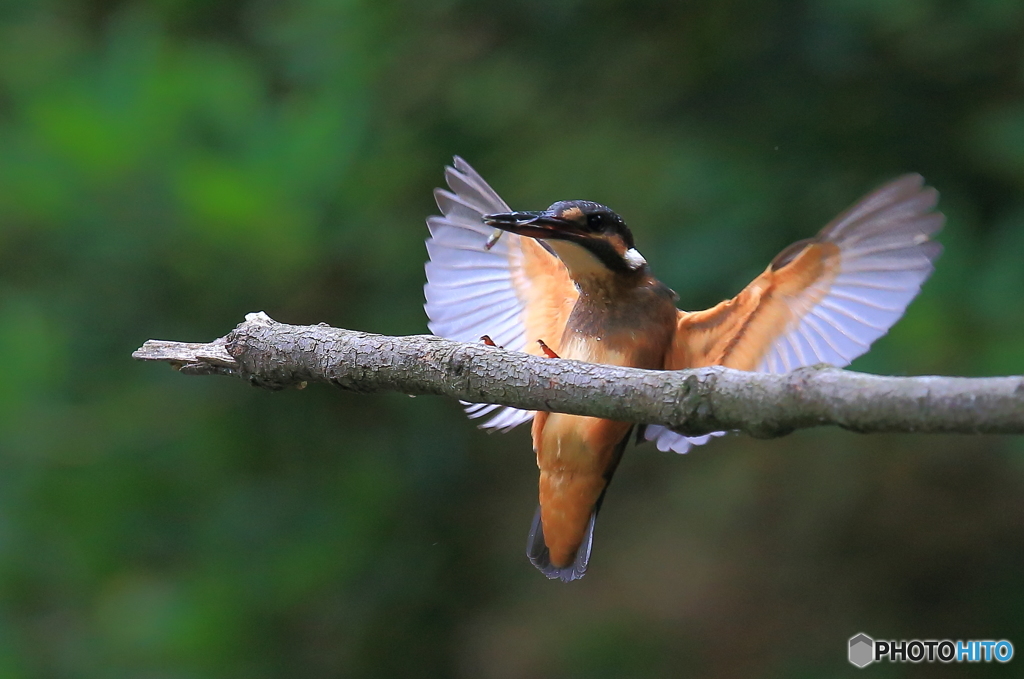 タッチダウン！Ⅱ
