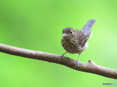 キビタキの幼鳥Ⅲ