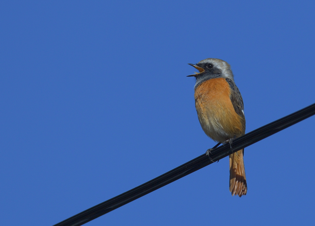元気なジョビオ君